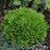 Thuja occidentalis 'Danica'