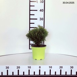 Thuja occidentalis 'Danica'