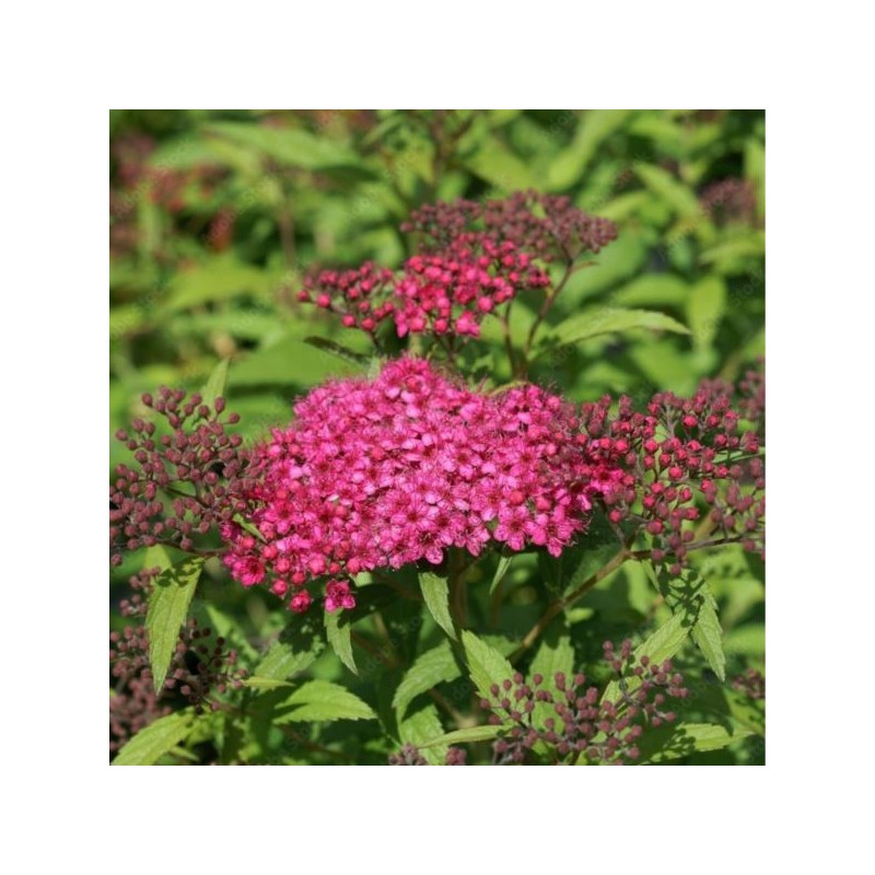 Spiraea japonica 'Dart's Red'