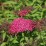 Spiraea japonica 'Dart's Red'