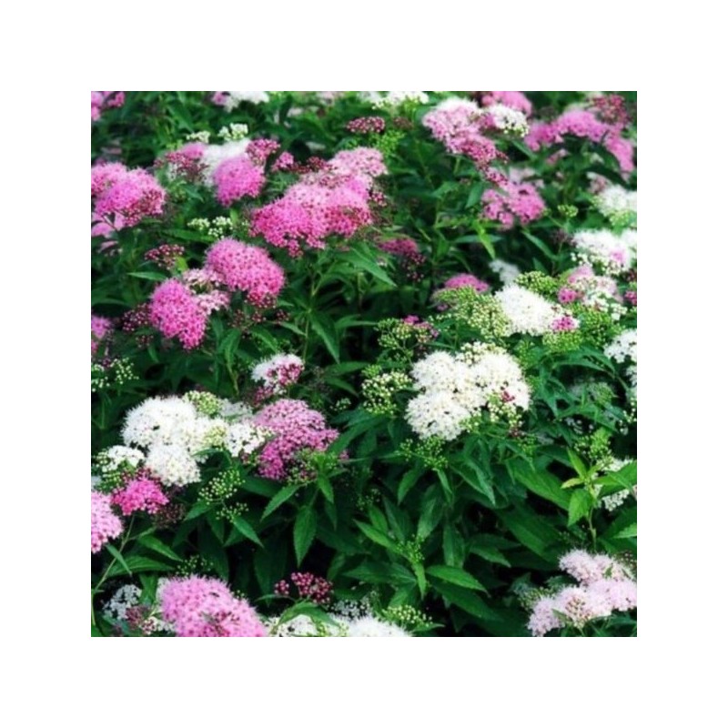Spiraea japonica 'Genpei'