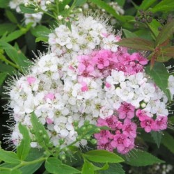 Spiraea japonica 'Genpei'