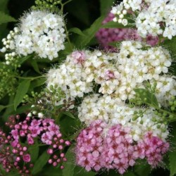 Spiraea japonica 'Genpei'
