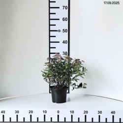 Spiraea japonica 'Genpei'