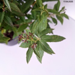 Spiraea japonica 'Genpei'