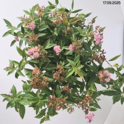 Spiraea japonica 'Genpei'