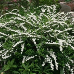 Spiraea nipponica 'Snowmound'