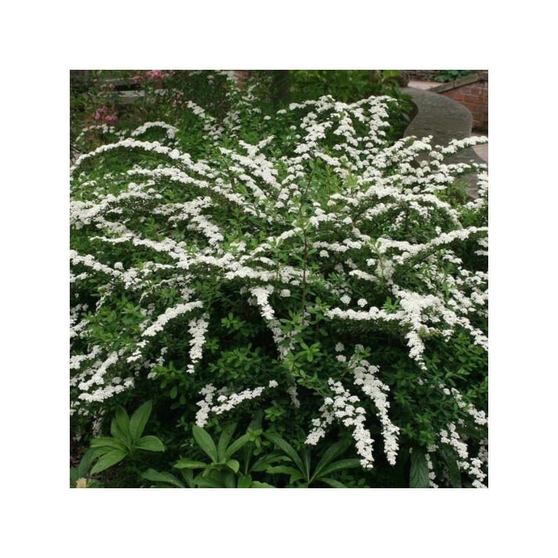 Spiraea nipponica 'Snowmound'