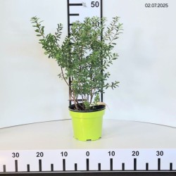 Spiraea nipponica 'Snowmound'