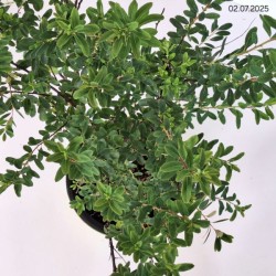 Spiraea nipponica 'Snowmound'