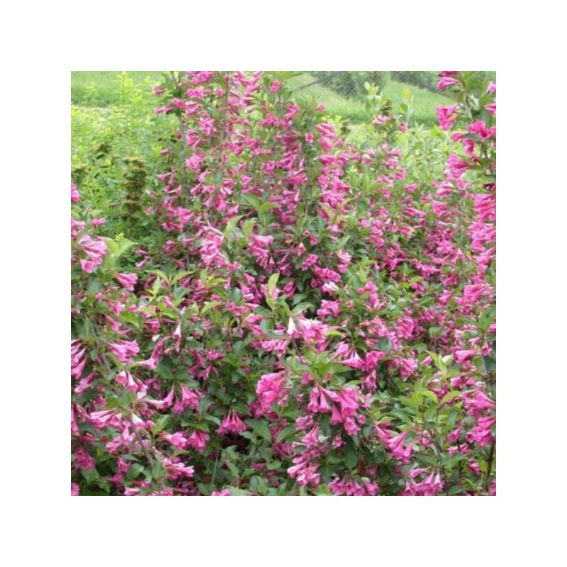 Weigela florida 'Korea'