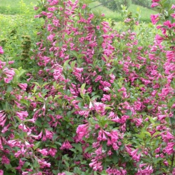 Weigela florida 'Korea'