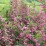Weigela florida 'Korea'