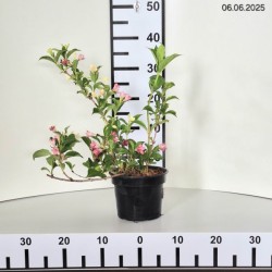 Weigela florida 'Korea'