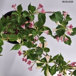 Weigela florida 'Korea'