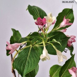 Weigela florida 'Korea'