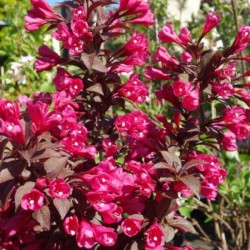 Weigela florida MINOR BLACK...