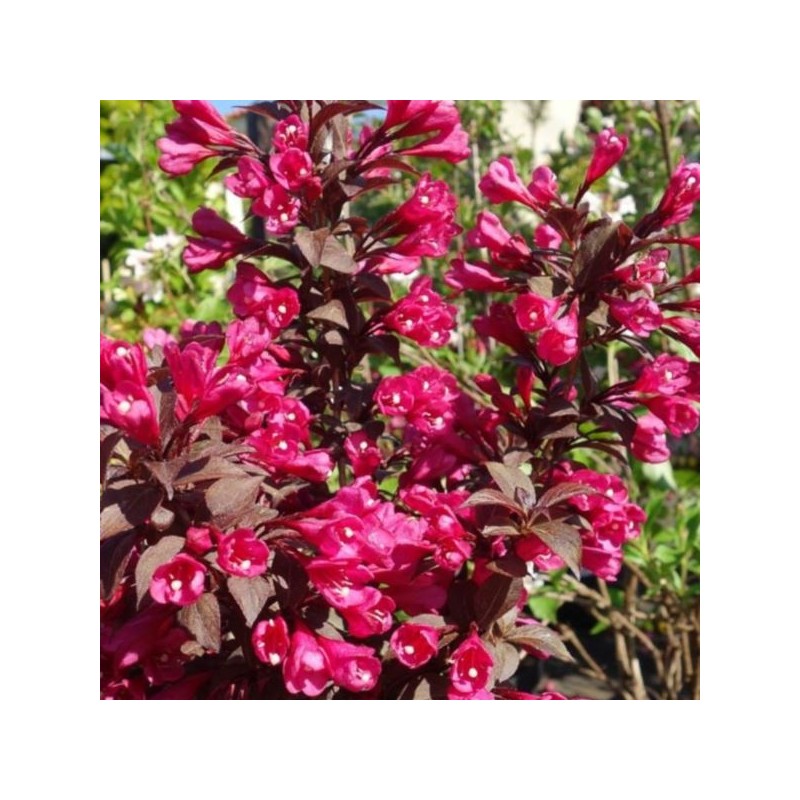 Weigela florida MINOR BLACK 'Verweig 3' PBR