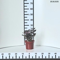 Weigela florida MINOR BLACK 'Verweig 3' PBR