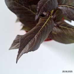 Weigela florida MINOR BLACK 'Verweig 3' PBR