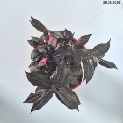 Weigela florida MINOR BLACK 'Verweig 3' PBR