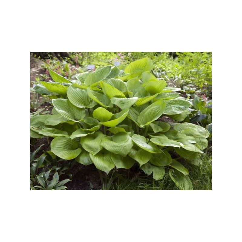 Hosta 'Honeybells'
