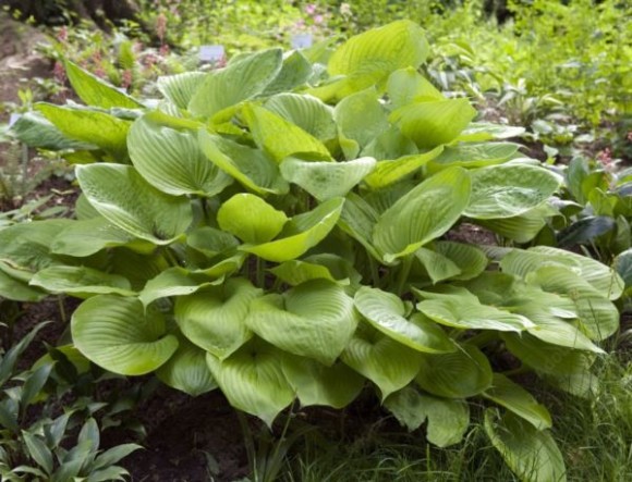 Hosta 'Honeybells'