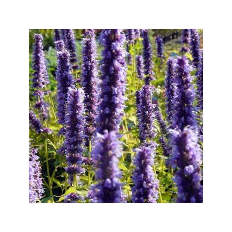 Agastache 'Black Adder'