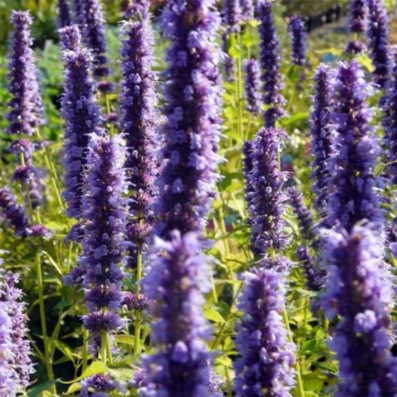 Agastache 'Black Adder'
