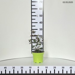 Agastache 'Black Adder'