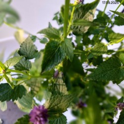 Agastache 'Black Adder'