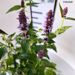 Agastache 'Black Adder'