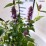Agastache 'Black Adder'