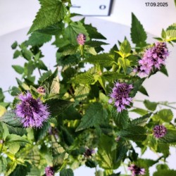 Agastache 'Black Adder'