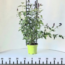 Agastache 'Black Adder'