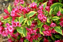 Weigela florida FRENCH LACE...