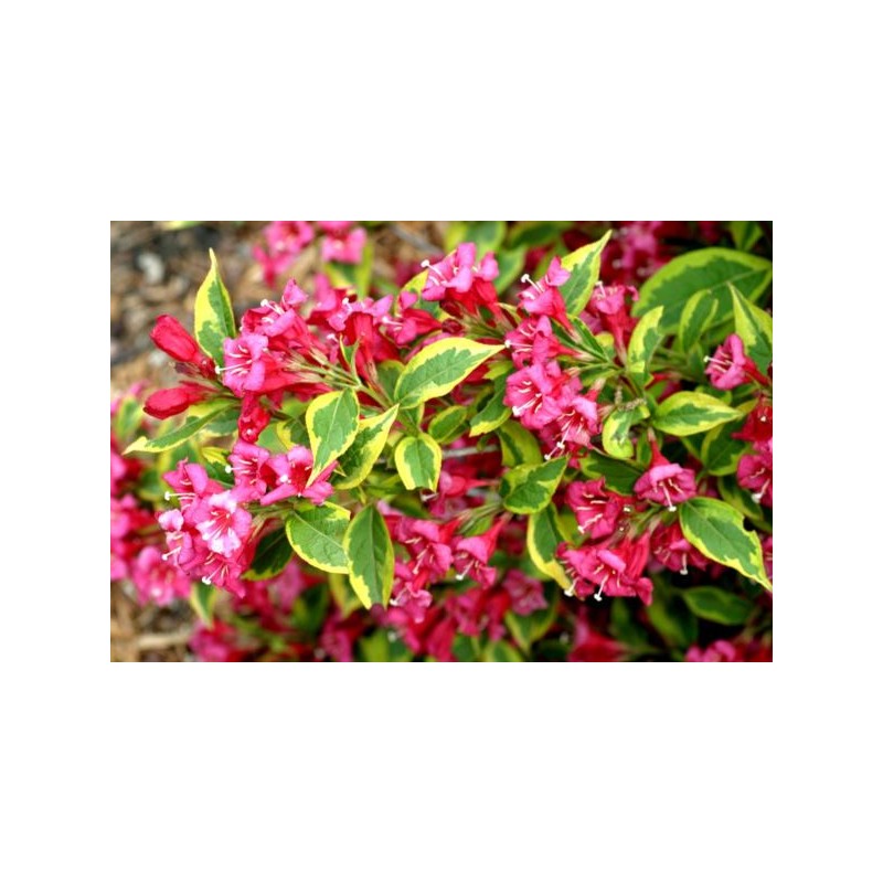 Weigela florida FRENCH LACE 'Brigela' PBR