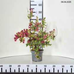 Weigela florida FRENCH LACE 'Brigela' PBR