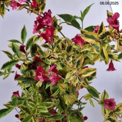 Weigela florida FRENCH LACE 'Brigela' PBR