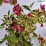 Weigela florida FRENCH LACE 'Brigela' PBR