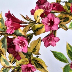Weigela florida FRENCH LACE 'Brigela' PBR