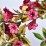 Weigela florida FRENCH LACE 'Brigela' PBR