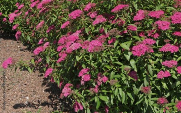Spiraea japonica 'Anthony Waterer'