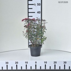 Spiraea japonica 'Anthony Waterer'