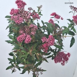 Spiraea japonica 'Anthony Waterer'