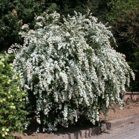 Spiraea ×vanhouttei