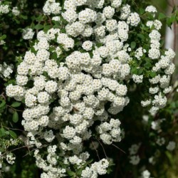 Spiraea ×vanhouttei