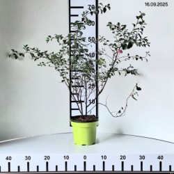 Spiraea ×vanhouttei