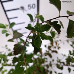 Spiraea ×vanhouttei