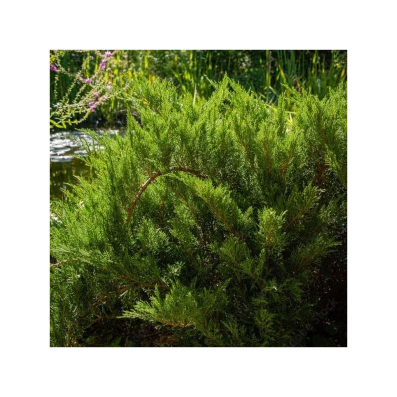 Juniperus sabina 'Tamariscifolia'